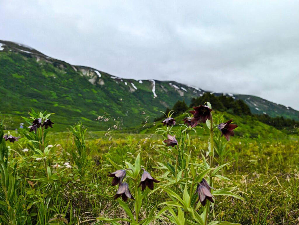 Chocolate Lily Wildflowers at Turnagain Pass Kenai Peninsula Alaska 2