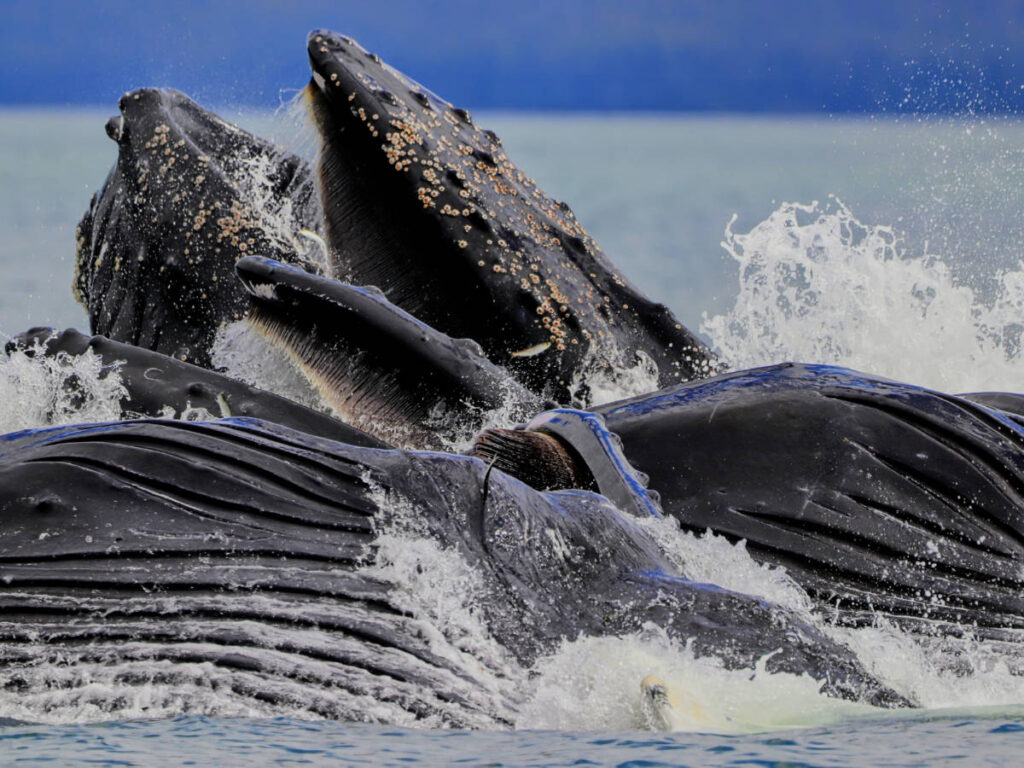 Humpback Whales bubble net feeding with Harv and Marvs Whale Watching Juneau Alaska 1