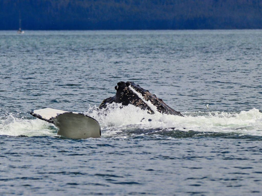 Humpback Whales bubble net feeding with Harv and Marvs Whale Watching Juneau Alaska 5