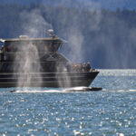 Humpback Whales with Harv and Marvs Whale Watching Juneau Alaska 1