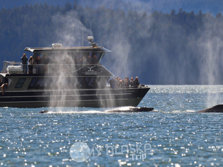 Humpback Whales with Harv and Marvs Whale Watching Juneau Alaska 1