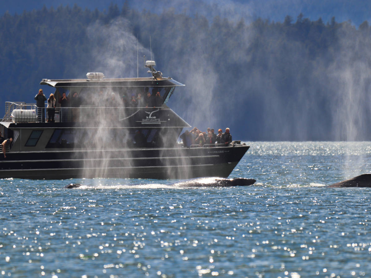 Humpback Whales with Harv and Marvs Whale Watching Juneau Alaska 1