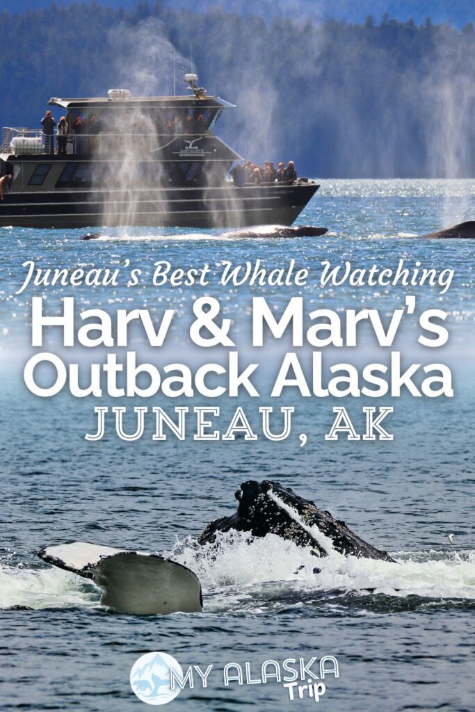 When you visit the whale watching capital of the world (Juneau, Alaska) you want to have the best experience, and Harv and Marv's Outback Alaska does the best whale watching tour we've ever done. With trip tailored to whale sightings and longer time out on the water, see what you can expect going out with Harv and Marv's in Juneau.