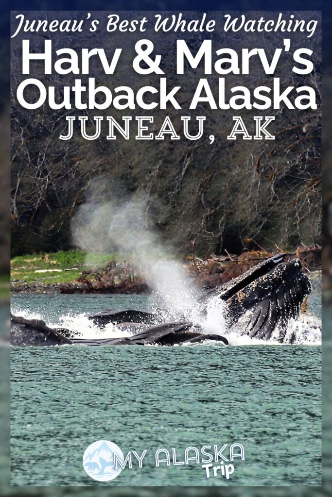 When you visit the whale watching capital of the world (Juneau, Alaska) you want to have the best experience, and Harv and Marv's Outback Alaska does the best whale watching tour we've ever done. With trip tailored to whale sightings and longer time out on the water, see what you can expect going out with Harv and Marv's in Juneau.