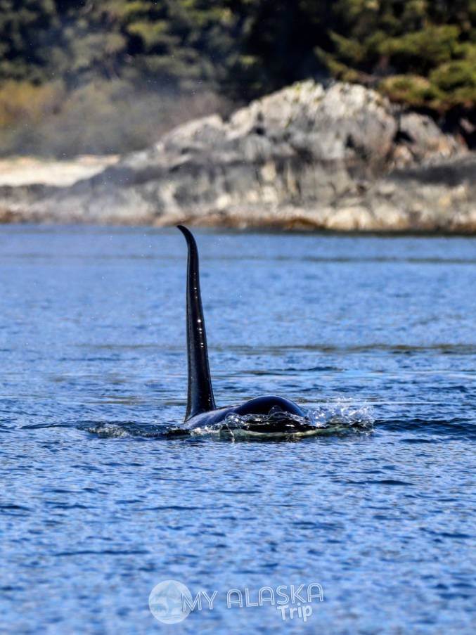 Orca Killer Whale from Skiff from Mist Cove with the Boat Company Southeast Alaska 1
