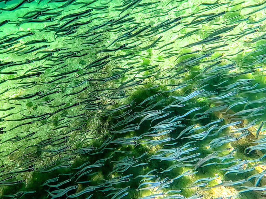 School of fish underwater at Morris Reef kayaking from Mist Cove the Boat Company Southeast Alaska 1
