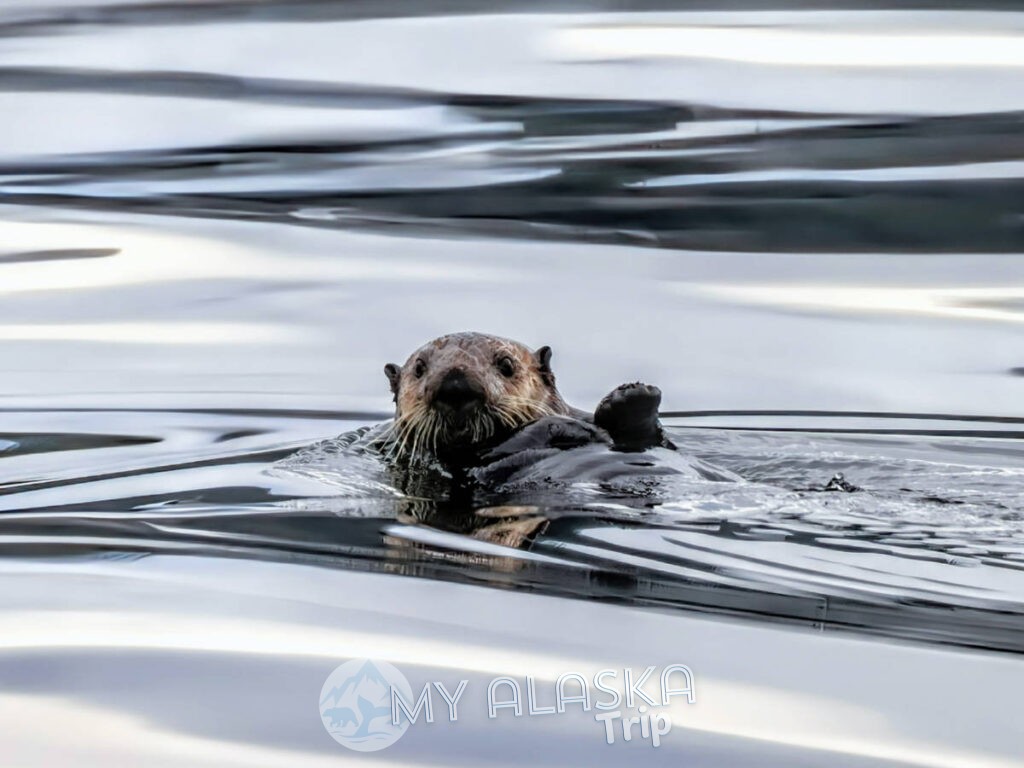 Sea Otter from Mist Cove with the Boat Company Southeast Alaska 7