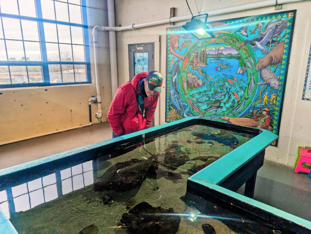 Aquarium Touch Tanks in Sitka Sound Science Center Sitka Alaska 1