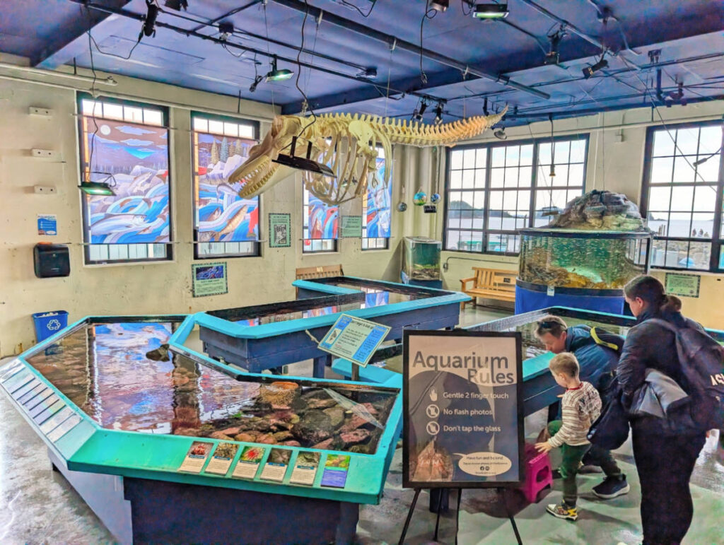 Aquarium Touch Tanks in Sitka Sound Science Center Sitka Alaska 2
