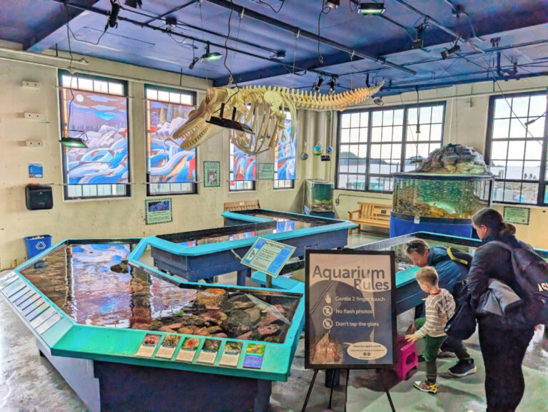 Aquarium Touch Tanks in Sitka Sound Science Center Sitka Alaska 2
