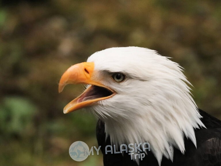 Beautiful Birds at the Alaska Raptor Center in Sitka – a MUST!