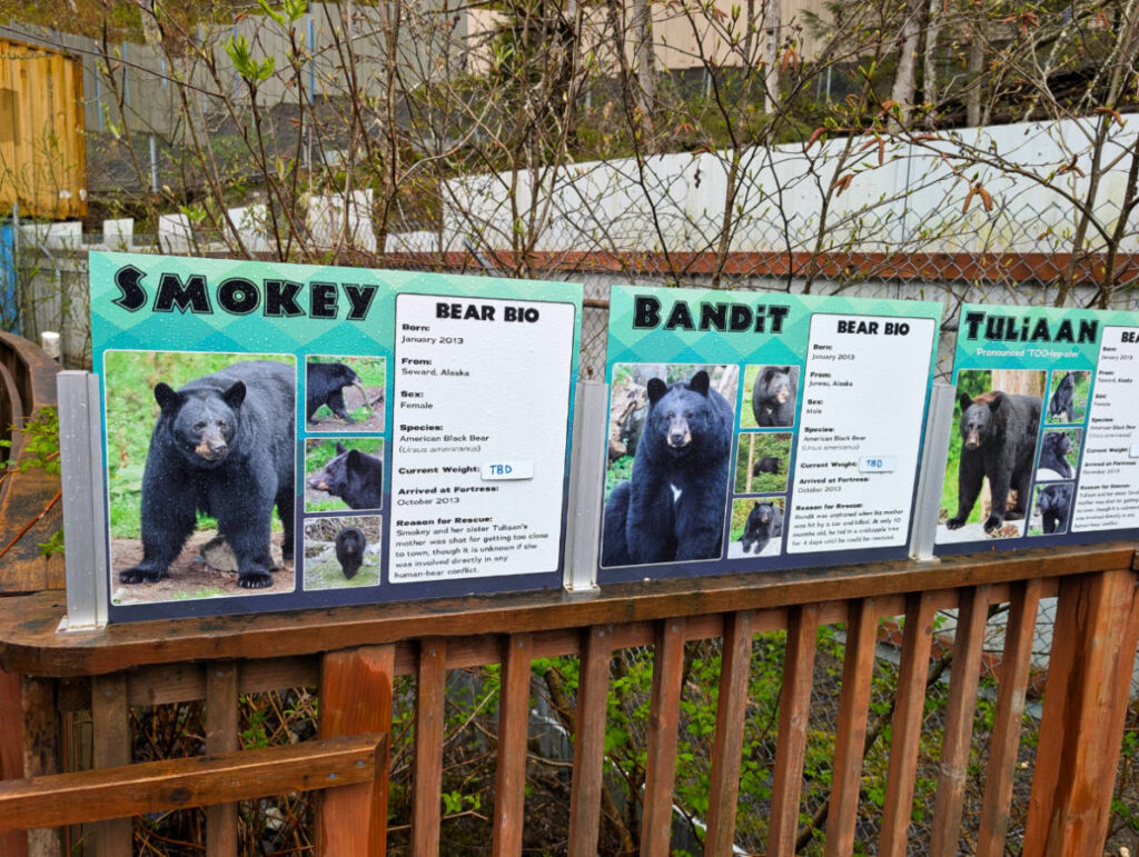 Black Bear Exhibit at Fortress of the Bear Sanctuary Sitka Alaska 1