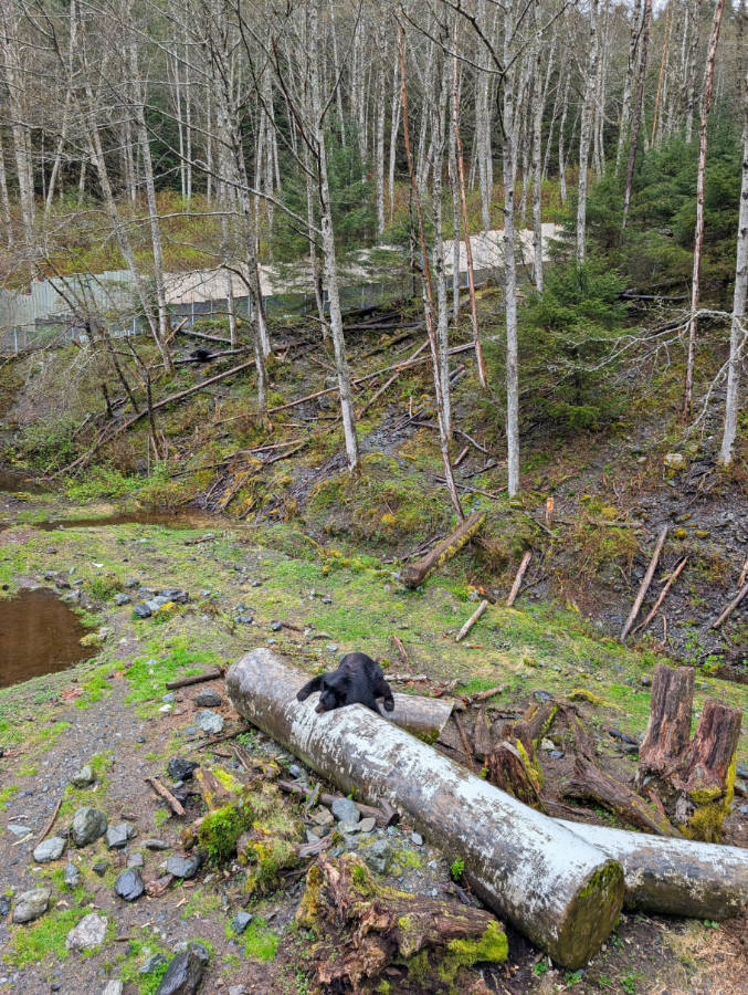 Black Bear at Fortress of the Bear Sanctuary Sitka Alaska 1