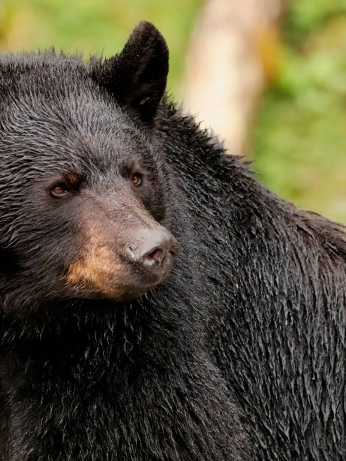 Black Bear at Fortress of the Bear Sanctuary Sitka Alaska 7
