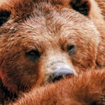 Brown Bears at Fortress of the Bear Sanctuary Sitka Alaska 4