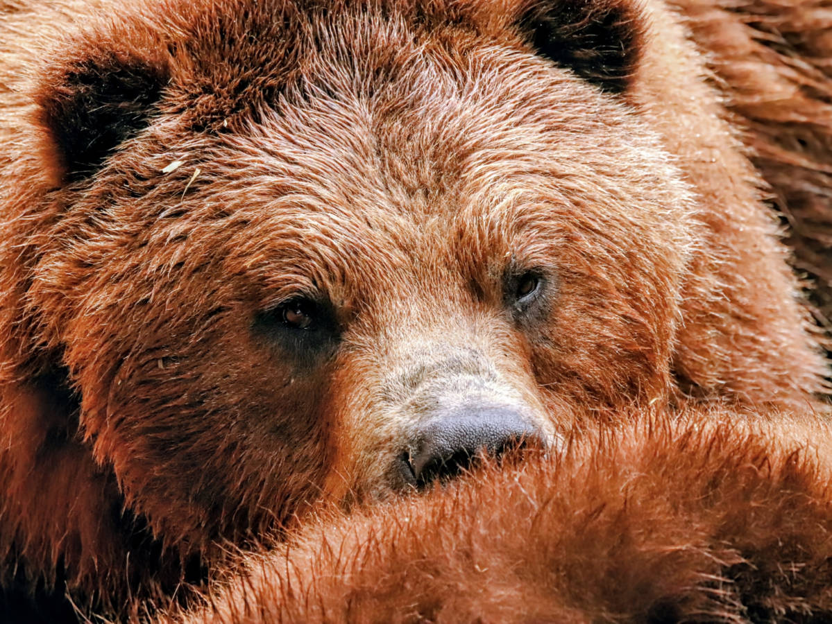 Brown Bears at Fortress of the Bear Sanctuary Sitka Alaska 4