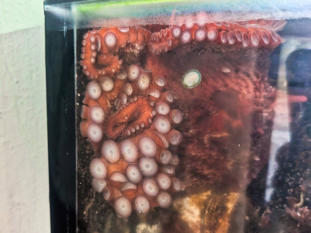 Octopus Aquarium in Sitka Sound Science Center Sitka Alaska 1