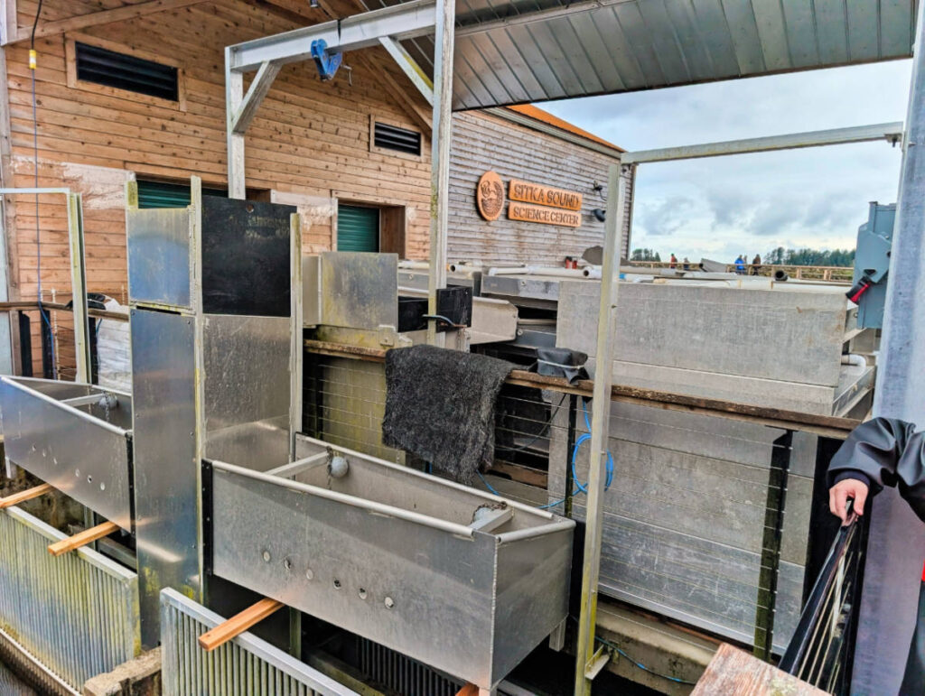 Salmon Hatchery at Sitka Sound Science Center Sitka Alaska 1