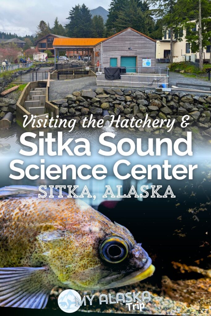 The Sitka Sound Science Center is an easy addition to your trip to Sitka. Walking distance from everything downtown, visiting the science center includes exploring the aquarium touch tanks, learning about the waters of Southeast Alaska and even a salmon hatchery tour.