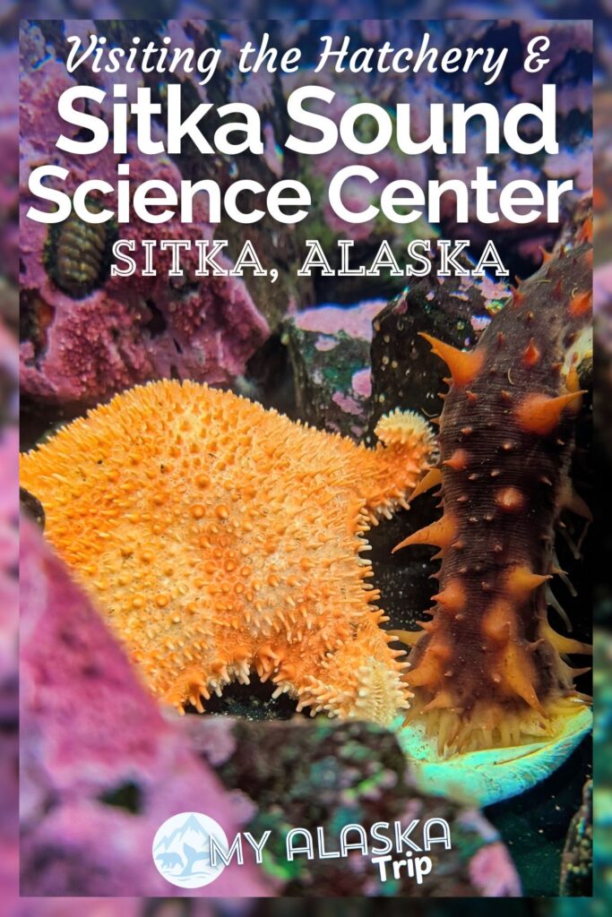 The Sitka Sound Science Center is an easy addition to your trip to Sitka. Walking distance from everything downtown, visiting the science center includes exploring the aquarium touch tanks, learning about the waters of Southeast Alaska and even a salmon hatchery tour.