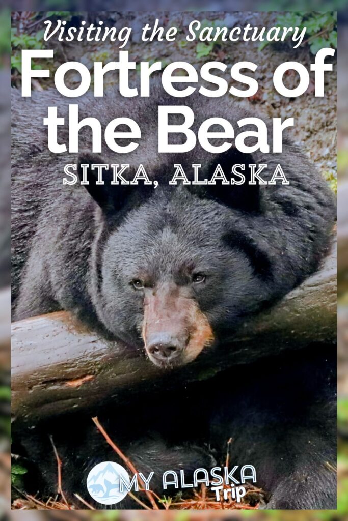 Fortress of the Bear in Sitka, Alaska is a unique sort of sanctuary. Located just outside of town, getting to learn about black and brown bears and then see them up close is a special experience. See what you'll find at Fortress of the Bear and how to add it to your time in Sitka.