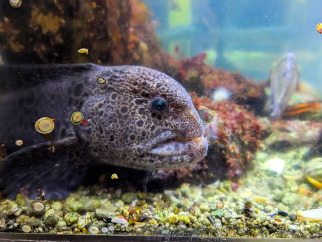 Wolf Eel in Aquarium Tanks in Sitka Sound Science Center Sitka Alaska 1