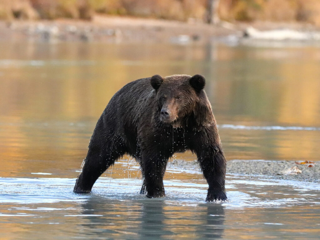 Alaskan Brown Bear at Lake Clark National Park with Redoubt Mtn Lodge Alaska