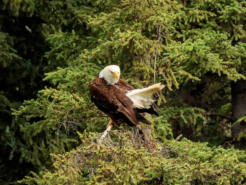 Bald Eagle on Klutina River in Copper Center Alaska