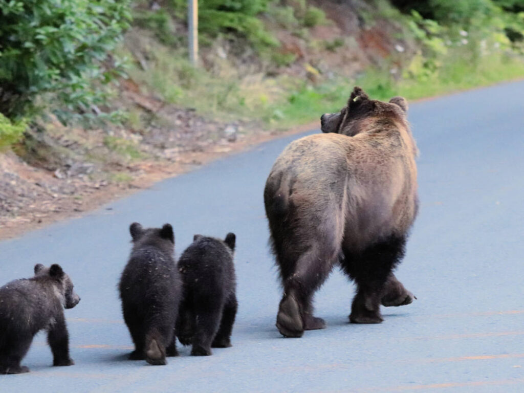 Brown Bear Family on Road in Chilkoot Lake State Park Haines Alaska 1