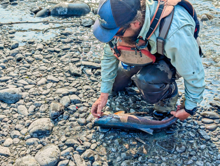Catching Sockeye Salmon with Copper River Guides on the Klutina River Copper River Alaska