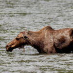 Cow Moose in Lake on McCarthy Road Edgerton Highway McCarthy Alaska