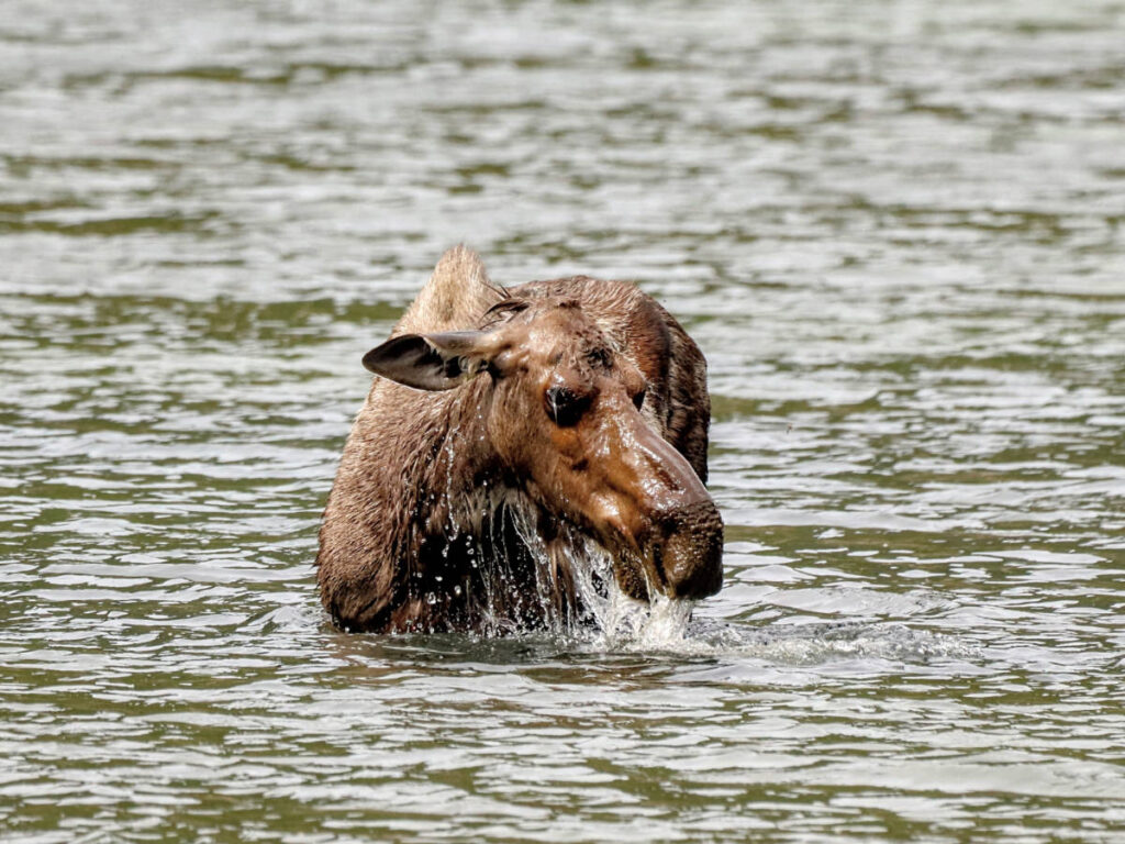 Cow Moose in Lake on McCarthy Road Edgerton Highway McCarthy Alaska 7