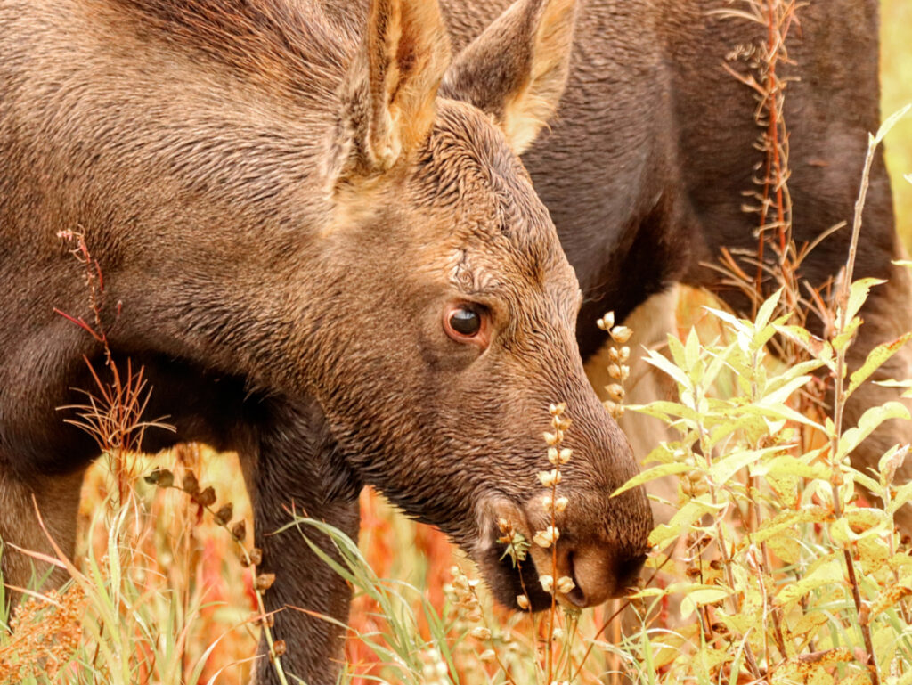 Moose and Fall Colors in Denali National Park Alaska 5