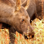 Moose and Fall Colors in Denali National Park Alaska 5