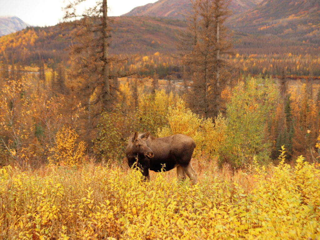 Moose with Fall Colors in Denali National Park Alaska