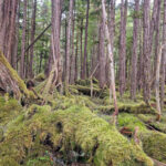 Mossy trail hiking in Tongass National Forest with the Boat Company Southeast Alaska