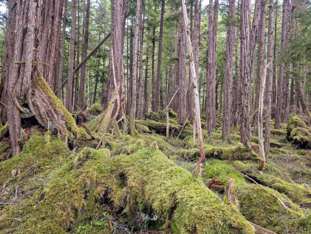 Alaska’s Roadless Rule at Stake – The Boat Company is Fighting for the Tongass