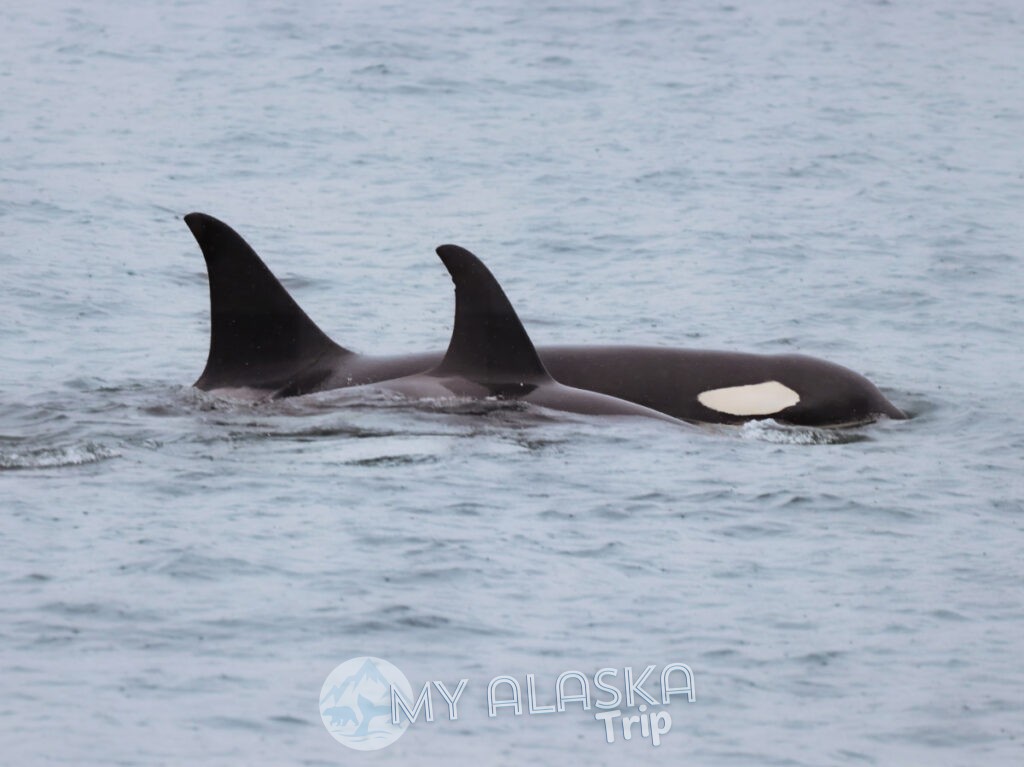 Orca Killer Whales in Prince William Sound from Whittier Alaska 1