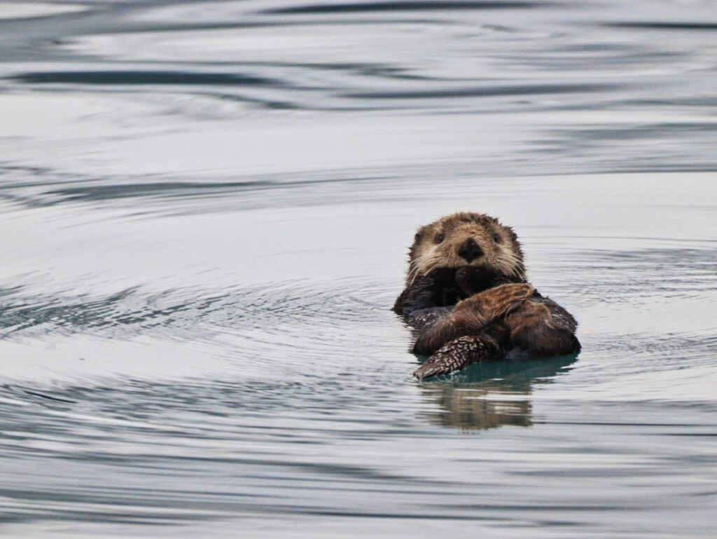 Sea Otter in Resurrection Bay from Marina in Seward Alaska 1