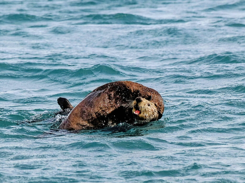 Sea Otters in Port of Valdez from Stan Stephens Wildlife and Glacier Cruise Valdez Alaska 1