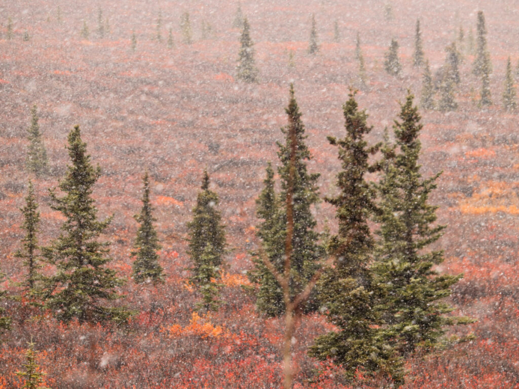 Snow and Fall Colors in Denali National Park Alaska