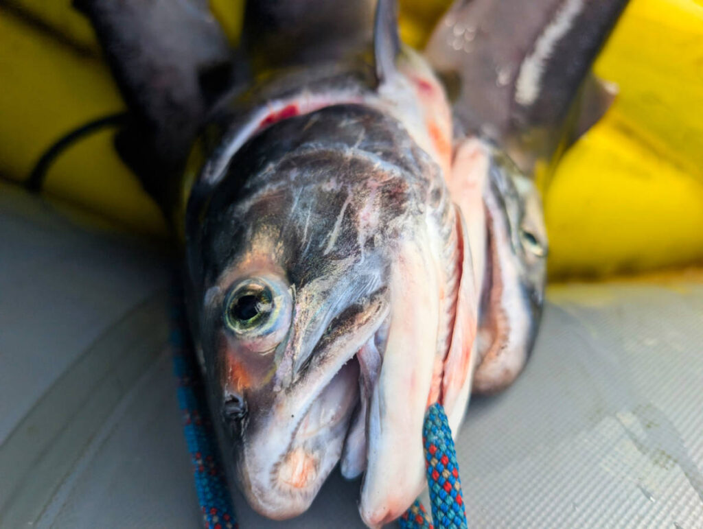 Sockeye Salmon caught with Copper River Guides on Klutina River Copper Center Alaska