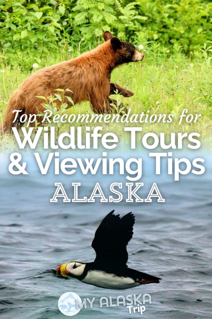 Seeing wildlife in Alaska is most people's favorite part of their trip, so we've picked our favorite wildlife tours around the state that we can recommend for different sorts of animals and areas. Also, tips for seeing wildlife on your own, including where and how to see bears safely.