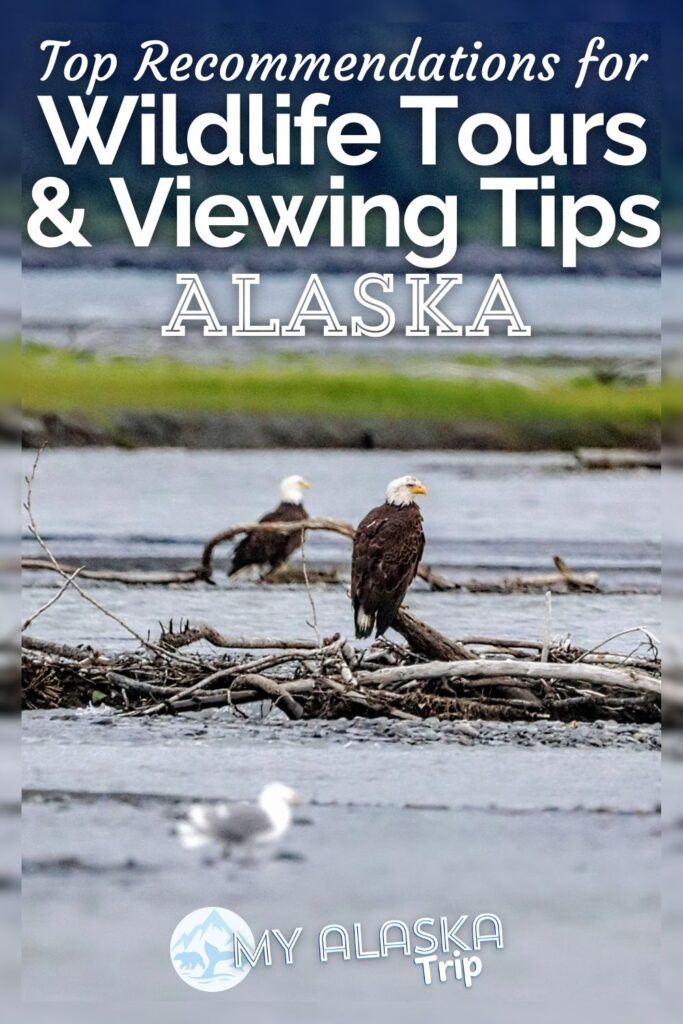 Seeing wildlife in Alaska is most people's favorite part of their trip, so we've picked our favorite wildlife tours around the state that we can recommend for different sorts of animals and areas. Also, tips for seeing wildlife on your own, including where and how to see bears safely.