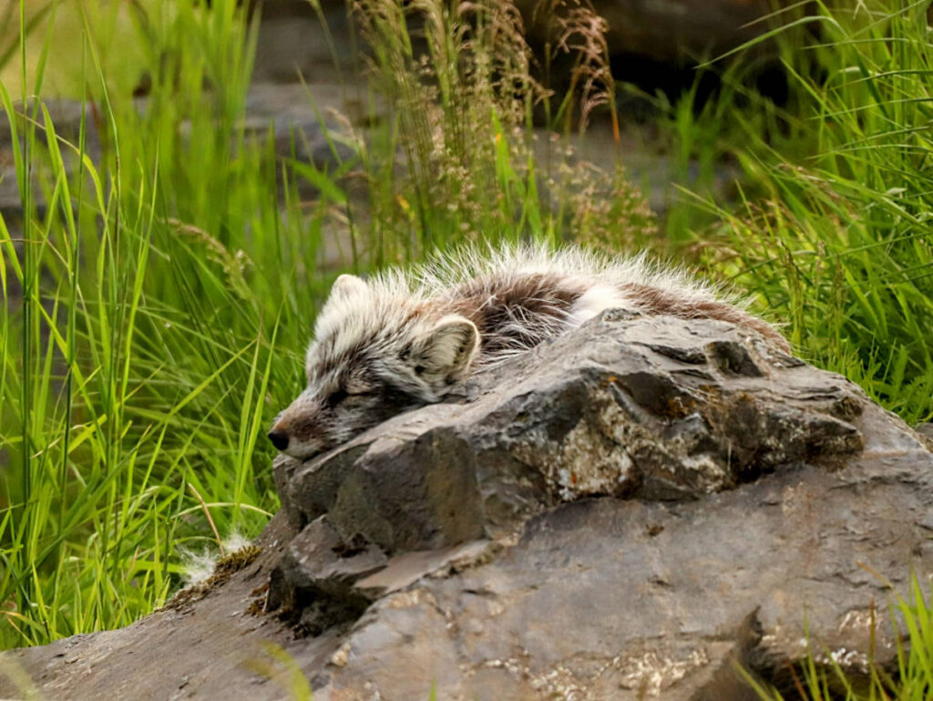 Acrtic Fox at Alaska Wilflife Conservation Center Girdwood Alaska