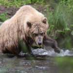 Alaskan Brown Bear in Russian River Kenai Peninsula Alaska