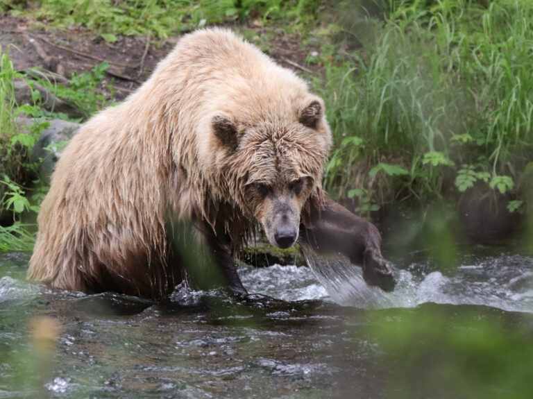 Alaskan Brown Bear in Russian River Kenai Peninsula Alaska