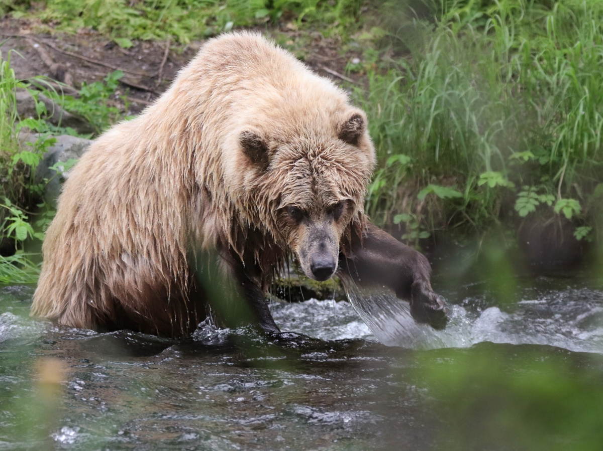 Alaskan Brown Bear in Russian River Kenai Peninsula Alaska
