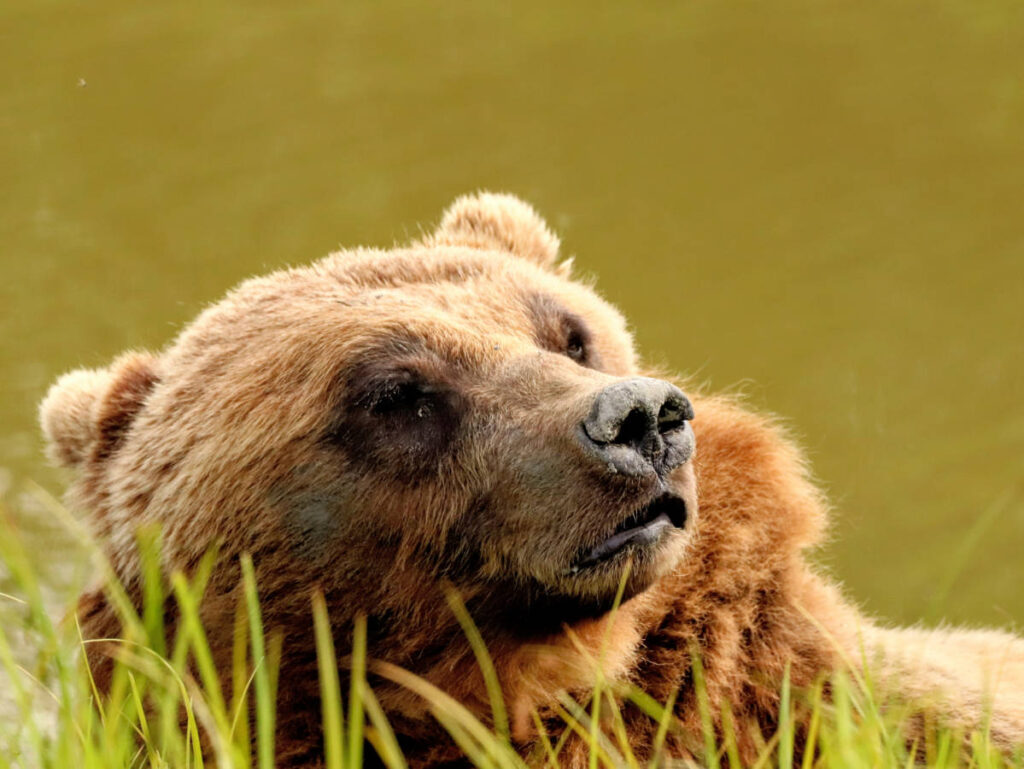 Brown Bear at Alaska Wilflife Conservation Center Girdwood Alaska