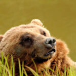 Brown Bear at Alaska Wilflife Conservation Center Girdwood Alaska